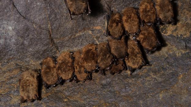 A hibernating little brown bat (Myotis lucifugus) (Credit: Gerrit Vyn/NPL)