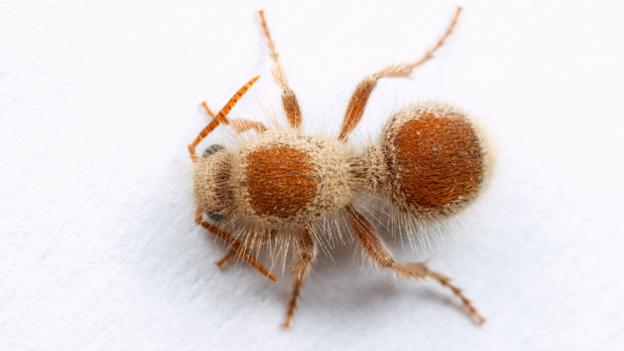 Sphaeropthalma arota, a velvet ant from California (Credit: Visuals Unlimited/NPL)