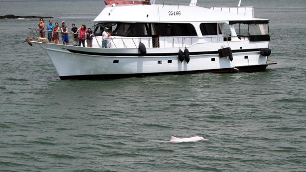 The Hong Kong Dolphin Watch is the only sustainable tour company for dolphin sightings (Credit: Credit: Hong Kong Dolphin Watch)