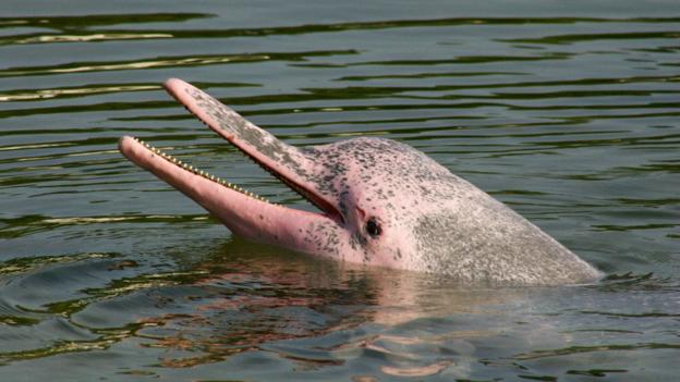 The Chinese white dolphin is nicknamed the pink dolphin for its rosy hue (Credit: Credit: Chem7/Flickr/CC-BY-2.0)