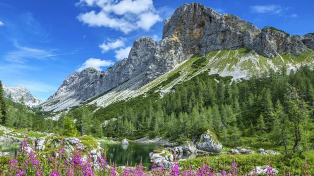 Wildflowers cover alpine fields in spring (Credit: Credit: zkbld/Thinkstock)
