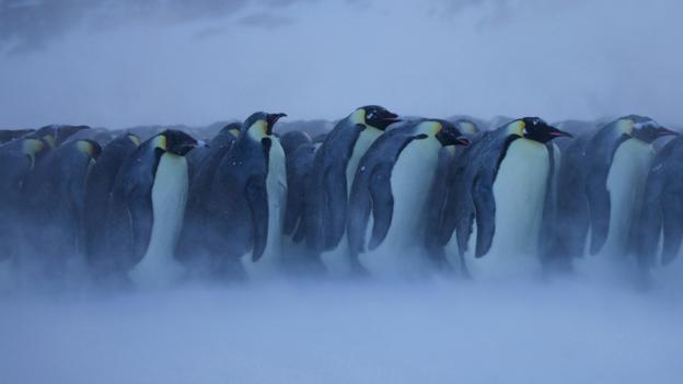 There is good reason penguins huddle to keep warm (Credit: NPL/Alamy)