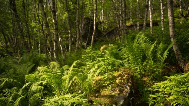 It's not just about living trees: there has to be dead wood too (Credit: Michael Becker)