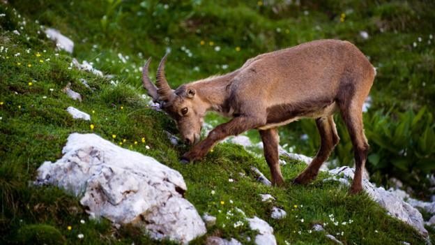 A mountain ibex feeds on green grasses in Triglav National Park (Credit: Credit: Nature Picture Library/Alamy)