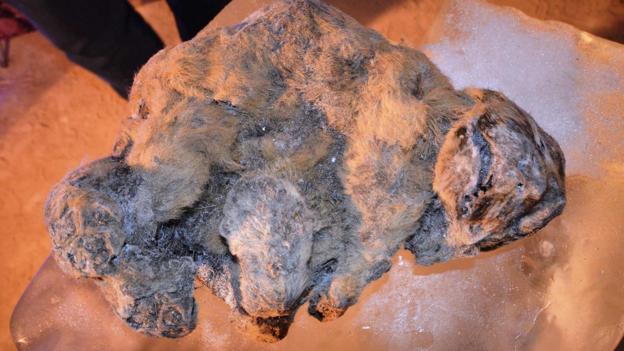 Mummified cave lion (Credit: Academy of Sciences of the Republic of Sakha (Yakutia))
