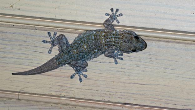 A common wall gecko (Tarentola mauritanica) (Credit: blickwinkel/Alamy Stock Photo)