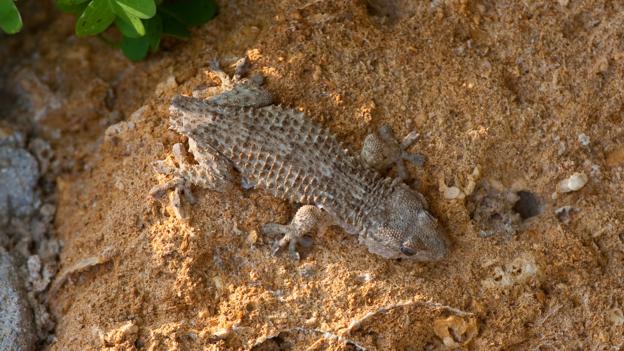 This common wall gecko has shed its tail (Credit: blickwinkel/Alamy Stock Photo)