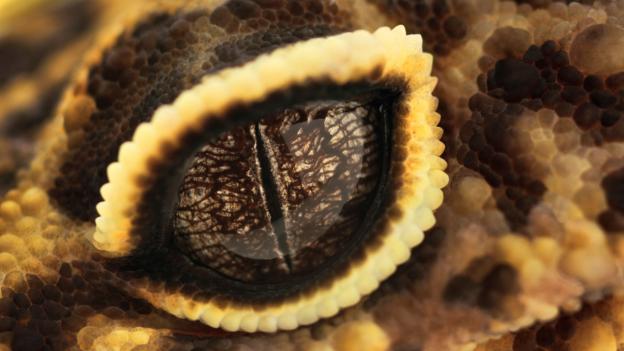 The eye of a leopard gecko (Credit: Design Pics Inc./Alamy Stock Photo)