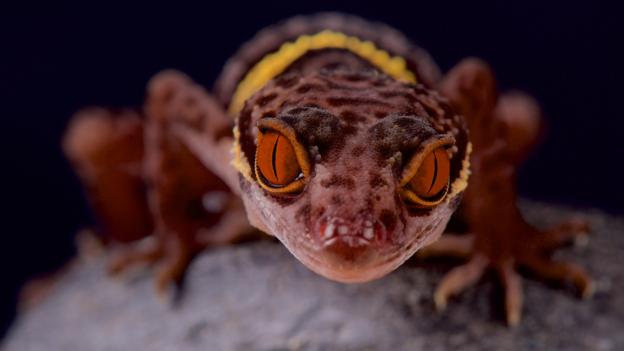 A Hainan cave gecko (Credit: Matthijs Kuijpers/Alamy Stock Photo)