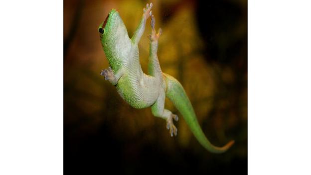 A day gecko (Phelsuma madagascariensis) (Credit: Ger Gosma/Alamy Stock Photo)
