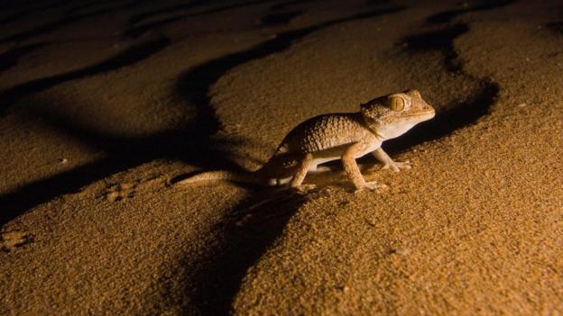 A helmethead gecko (Tarentola chazaliae) (Credit: NPL/Alamy Stock Photo)