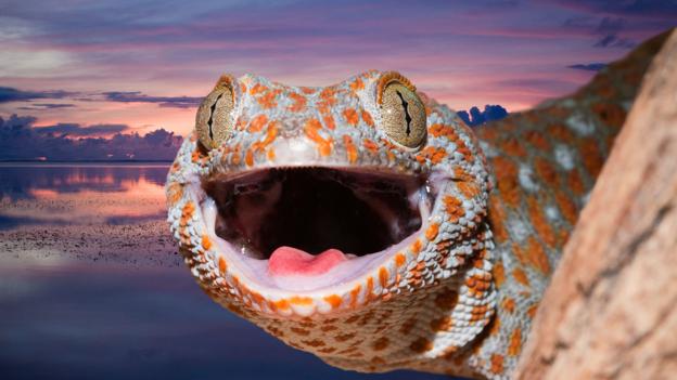 A tokay gecko (Gekko gecko), West Papua (Credit: Reinhard Dirscherl/Alamy Stock Photo)