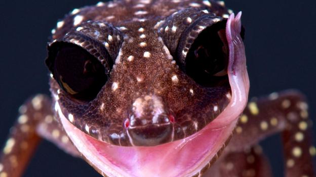 A rare Masobe's gecko (Paroedura masobe) (Credit: Matthijs Kuijpers/Alamy Stock Photo)