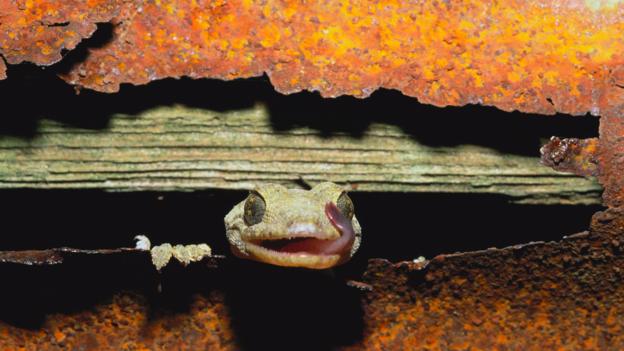 Schlegel's Japanese gecko (Gekko japonicus) (Credit: Nature Production/NPL)