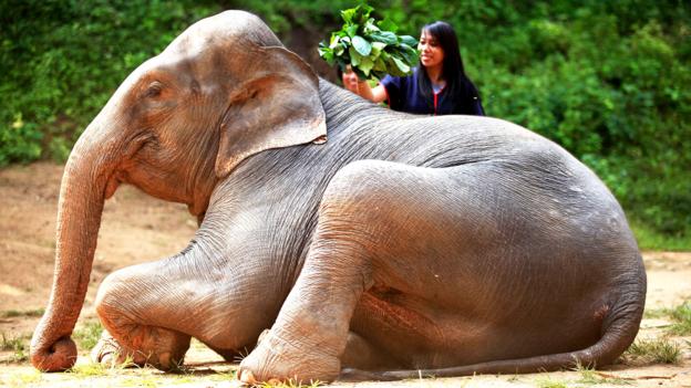 Practicing responsible elephant tourism in Chiang-Mai, Thailand (Credit: Credit: Aileen Adalid) Practicing responsible elephant tourism in Chiang-Mai, Thailand (Credit: Credit: Aileen Adalid)