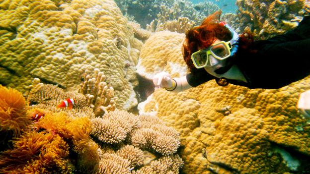 Snorkeling through the lush coral reef (Credit: Credit: Diane Selkirk) Snorkeling through the lush coral reef (Credit: Credit: Diane Selkirk)