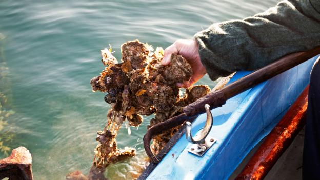 A local fisherman pulls fresh oysters from the water (Credit: Credit: Westend61 GmbH/Alamy)