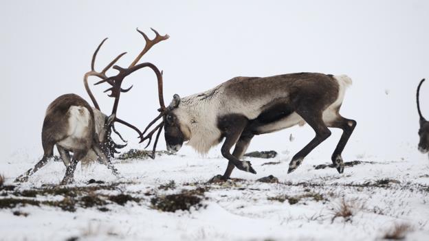 Keeping warm isn't hard for reindeer (Credit: Wonders of Europe Munier/NPL)