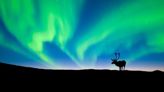 A reindeer basks in the Northern Lights (Credit: AlamySP)