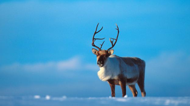 Reindeer (Credit: Asgeir Helgestad/NPL)