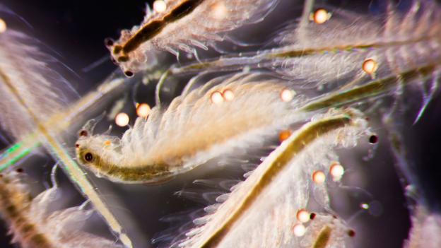 A swarm of brine shrimp (Artemia salina) (Credit: 3QuarksMedia/Alamy Stock Photo)