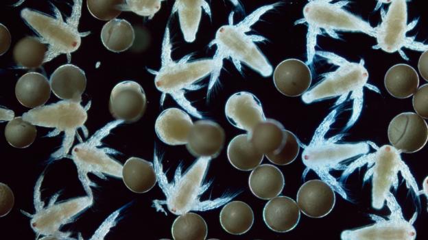 "Nauplius" larvae of Artemia salina (Credit: Nature Picture Library/Alamy Stock Photo)