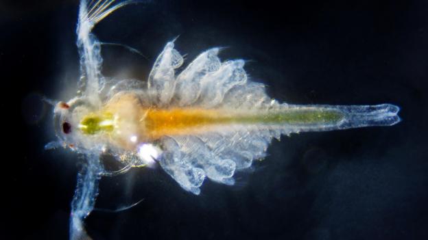 Brine shrimp look fragile and feathery (Credit: Zoonar GmbH/Alamy Stock Photo)
