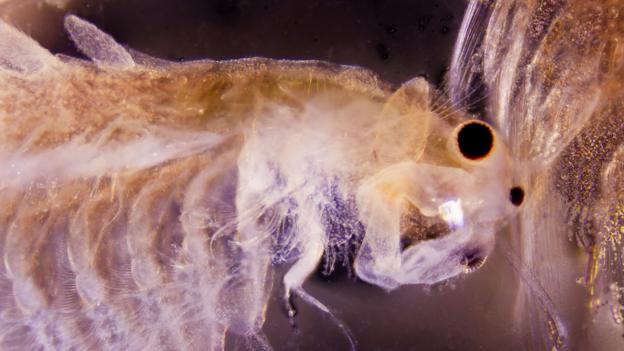 Brine shrimp filter algae from the water (Credit: 3QuarksMedia/Alamy Stock Photo)