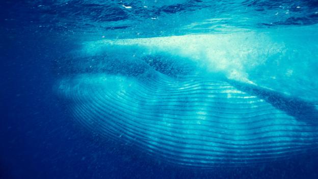 A blue whale (Balaenoptera musculus) (Credit: Mark Conlin/Alamy Stock Photo)