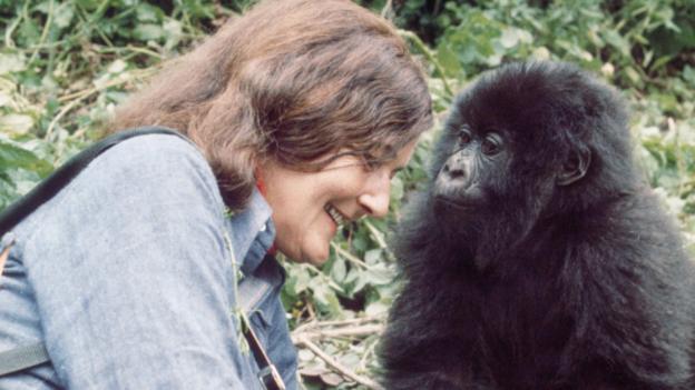 Fossey called many of the gorillas her friends (Credit: Ian Redmond)