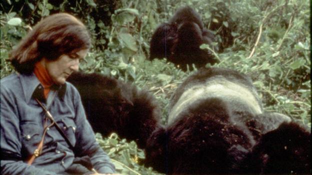 After gorillas were habituated, the research could begin (Credit: Ian Redmond)
