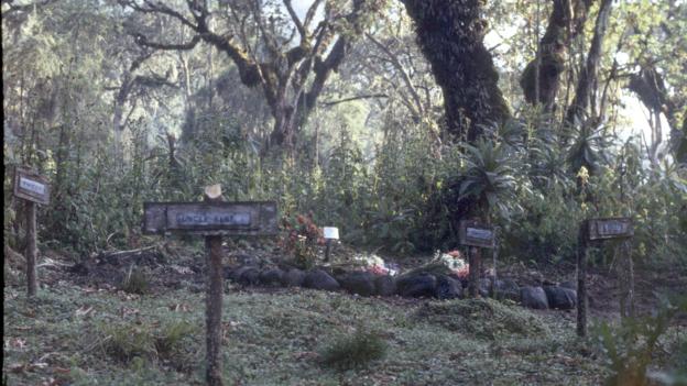 Fossey was buried behind Digit in January 1986 (Credit: Ian Redmond)