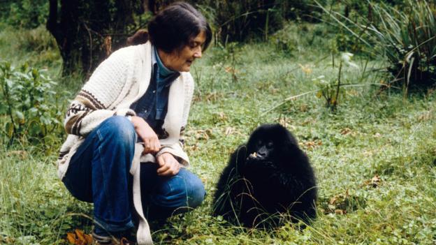 Fossey was happiest when with the gorillas (Credit: Liam White/Alamy)