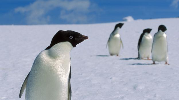 cuddly penguins