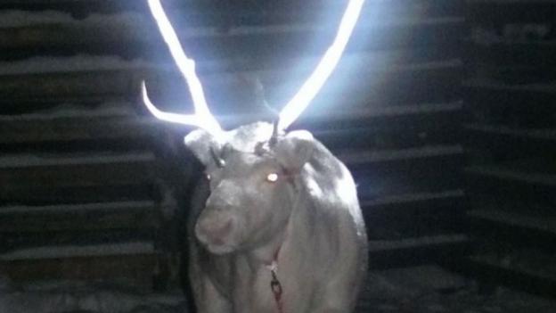 Glowing reindeer 