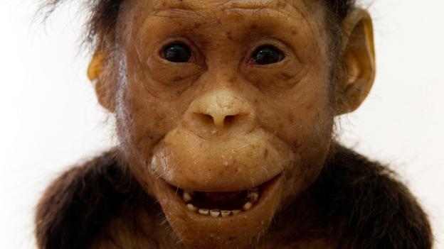 A reconstruction of an Australopithecus afarensis child (Credit: Hemis/Alamy Stock Photo)