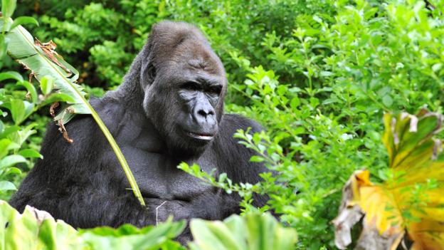 Even gorillas could belong in Homo (Credit: Gino's Premium Photos/Alamy Stock Photo)