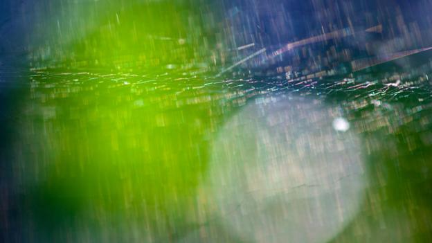 Heavy rain has predictable effects on spiderwebs (Credit: blickwinkel/Alamy Stock Photo)