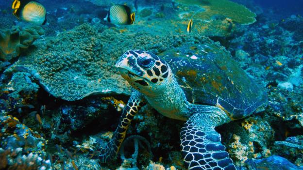 In 1972, Daeng Abu answered the call for volunteers to live and raise turtles on Pulau Cengkeh (Credit: Credit: Manfred Bail/Alamy)