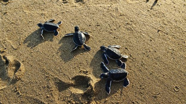 Daeng Abu cultivated Pulau Cengkeh so that generation after generation of turtles could breed there (Credit: Credit: Raquel Mogado/Alamy)