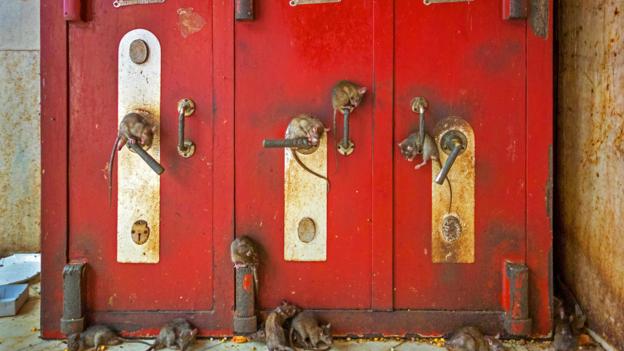 20,000 black rats roam free in India’s Karni Mata Temple (Credit: Credit: John Bazzano/Alamy)