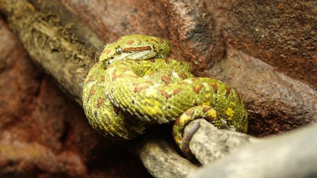 The snake's venom can cause kidney failure, brain hemorrhaging and many other alarming ailments (Credit: Credit: Danelo-commonswiki assumed/Eyelash Pit Viper 01/Wikipedia/CC BY 2.5)