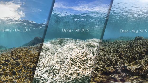 The same reef before, during and after a coral bleaching event in American Samoa (Credit: Credit: XL Catlin Seaview Survey)