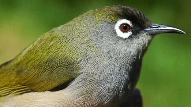 The Réunion olive white-eye is indigenous to the island of La Réunion (Credit: Credit: Joss12000/Wikipedia/CC BY-SA 3.0)