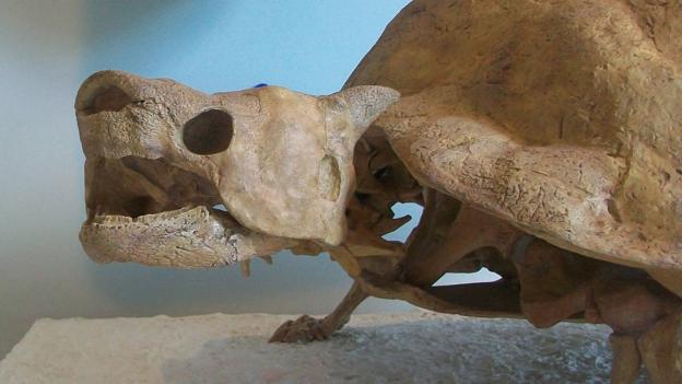 Meiolania platyceps was a monster tortoise (Credit: Smokeybjb, CC by 3.0)