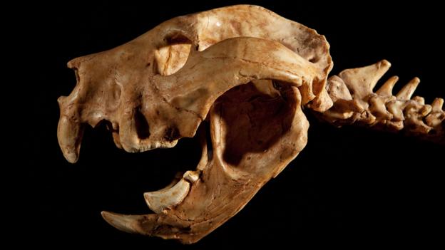 The skull of a marsupial lion (Credit: National Geographic Creative/Alamy Stock Photo)