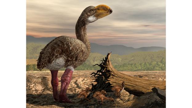 Artist's impression of Dromornis stirtoni (Credit: Jaime Chirinos/Science Photo Library)