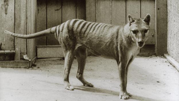 The last known thylacine (Thylacinus cynocephalus) (Credit: Dave Watts/naturepl.com)