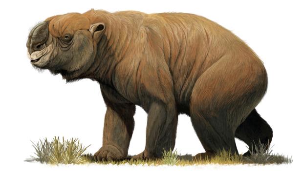 Diprotodon octatum: largest marsupial (Credit: Stocktrek Images Inc/Alamy Stock Photo)