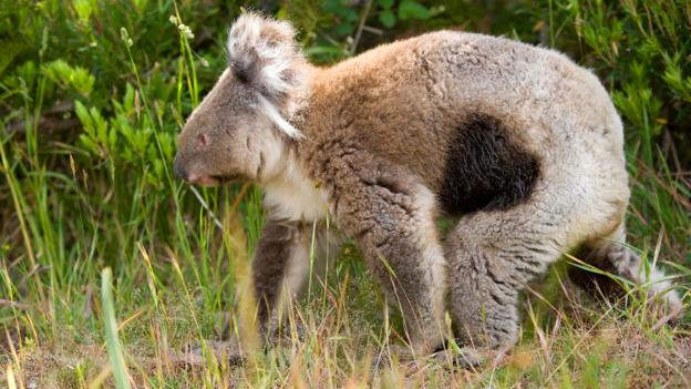 A koala with chlamydia: note the black patch (Credit: blickwinkel/Alamy Stock Photo)